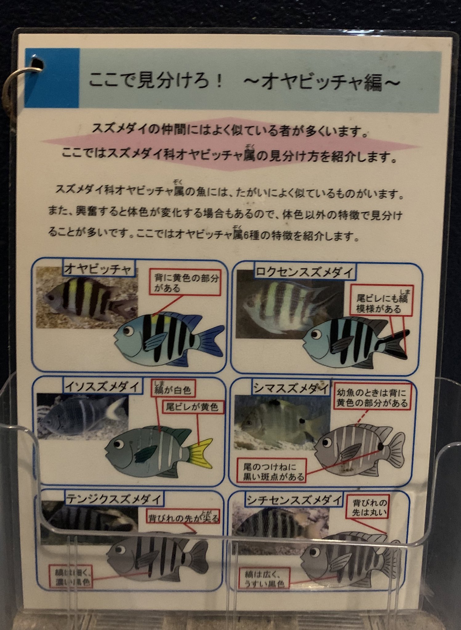 ぼのきち 京大白浜水族館では スズメダイ科オヤビッチャ属の見分け方 なども大変わかりやすくてすばらしく これを見ながら水槽内の オヤビッチャ属を見分けようと親子で頑張ってみたところ なかなか見分けがつきませんでした みなさん泳ぐの速くて