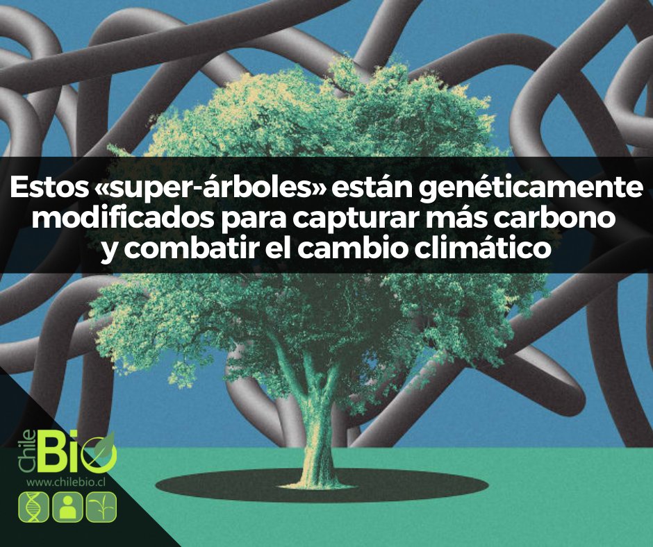 La startup Living Carbon utiliza ingeniería genética para desarrollar árboles que pueden capturar y almacenar más carbono que los árboles típicos. Sin embargo, la introducción de árboles GM plantea algunos obstáculos para las autoridades regulatorias 🌲🧬 chilebio.cl/2021/08/12/est…