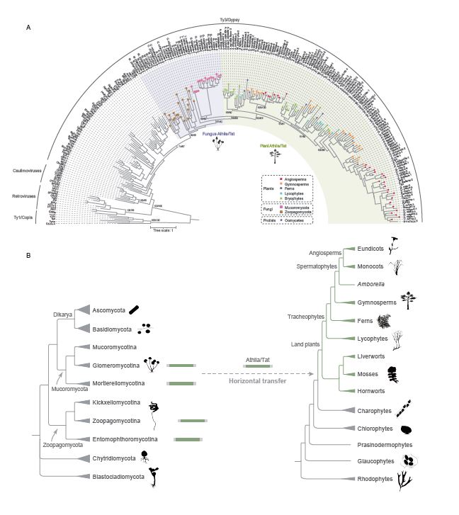 NewPhyt's tweet photo. Plants acquired a major retrotransposon horizontally from fungi during the conquest of land #PlantEvolution https://t.co/075eEBKSet https://t.co/z67QyAbLTF