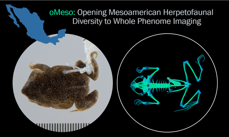 arctosdb's tweet photo. #ArctosProject Check out a growing gallery of high-resolution amphibian and reptile images generated by the @NSF  oMeso PEN Project! Mexican and Central American species are captured in detail through CT scanning and focus-stack imaging technologies https://t.co/XCck09vI89 https://t.co/HYAxxwmPcj