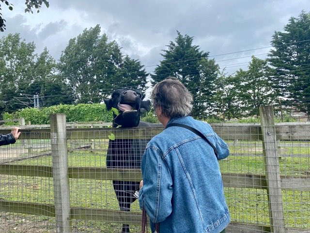 KentishTownCC's tweet photo. For the first day of #MegaWeek our Older People went to the farm. Huge thanks to @KTCityFarm along with our funders @CityBridgeTrust & @AgeUKCamden https://t.co/BbSYfAHfHm