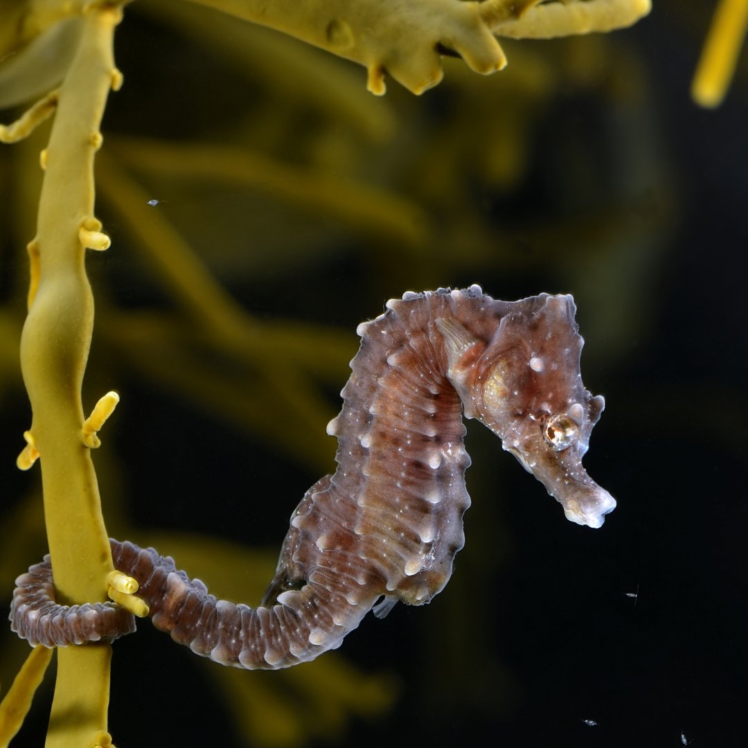 sea_synergy's tweet photo. This weeks #MarineCreatureFeature is the Short Snouted Seahorse (Hippocampus hippocampus). They can be up to 15cm in length. They have a prominent spine above each eye. They range in colour : brown, purple, orange and black sometimes with pale blotches. 💙 https://t.co/6pdDaHUkFU