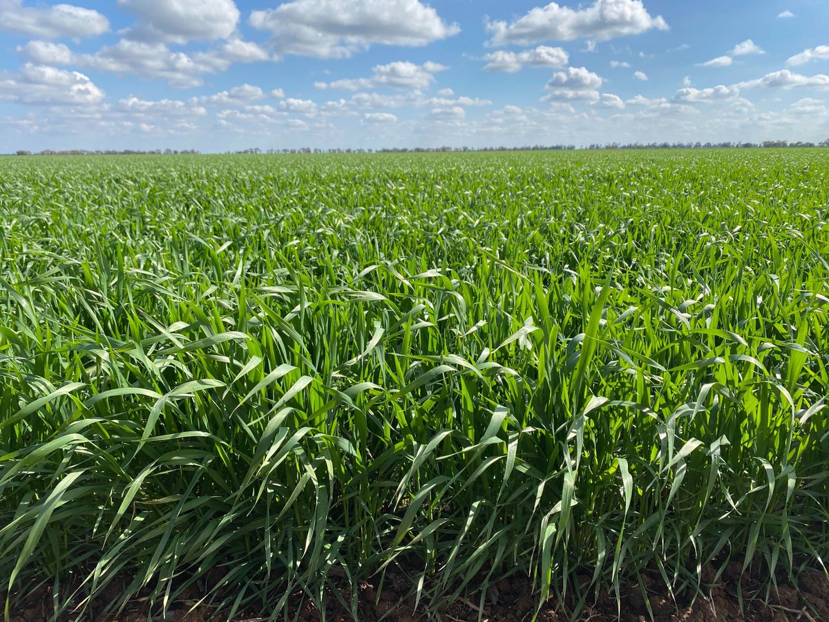 Summit Ag Agricultural Consulting (@summitagconsult) on Twitter photo Yet another beautiful day in the most productive farming district in Australia, Coleambally!
This Durum crop has just had fungicide and growth regulator applied. No signs of disease to date. Next topdressing to be applied in front of the first spring irrigation. <a href="/SamORafferty1/">Sam O’Rafferty</a> Yet another beautiful day in the most productive farming district in Australia, Coleambally!
This Durum crop has just had fungicide and growth regulator applied. No signs of disease to date. Next topdressing to be applied in front of the first spring irrigation. <a href="/SamORafferty1/">Sam O’Rafferty</a>