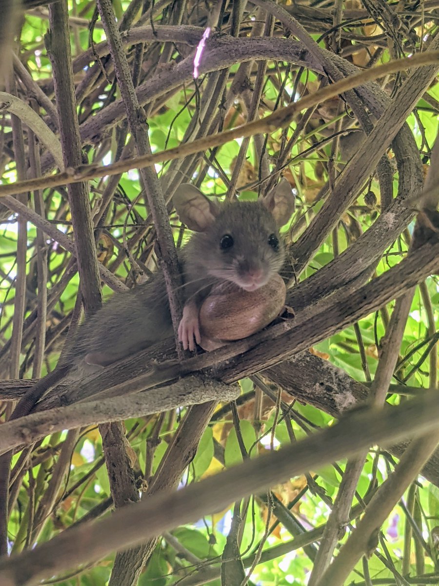 sh3b34st's tweet photo. Had a visitor at my window today! #ClaudeTheMouse https://t.co/7qJa5xVmOY