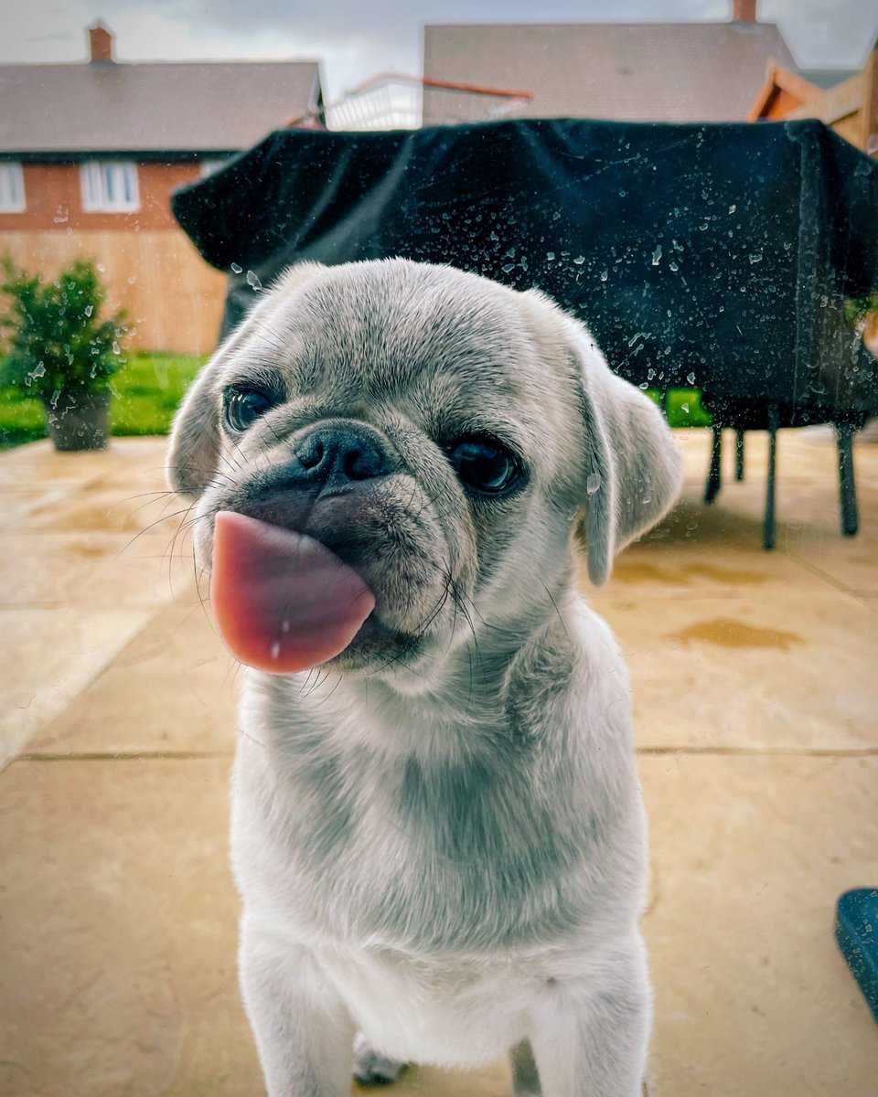 LSEdwards95's tweet photo. @MoonpigUK This is Jaxon the pug. He’s 4 months old and we can’t take him anywhere without being stopped by people telling us how cute he is 🐶❤️ https://t.co/BluSurZYo9