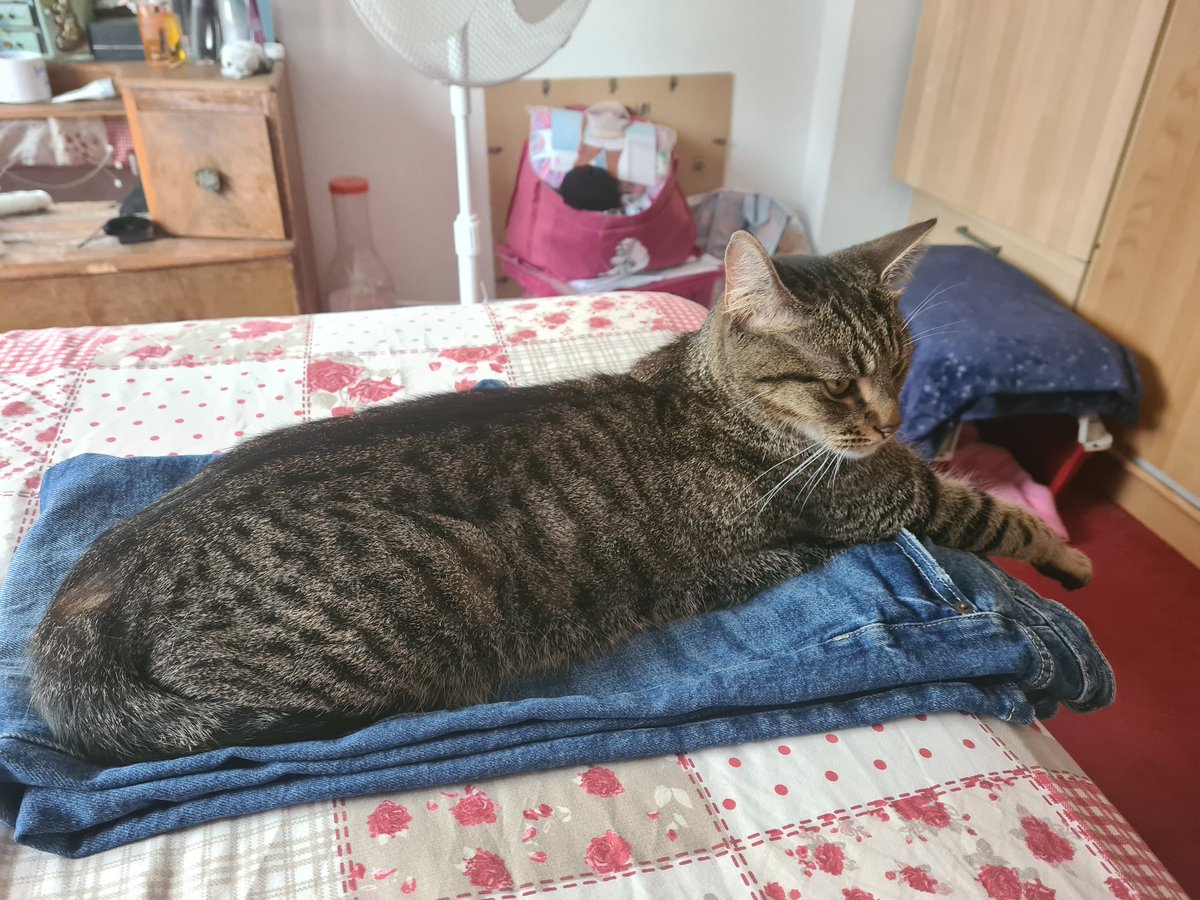 My new fur baby has joined the family. ❤🐈