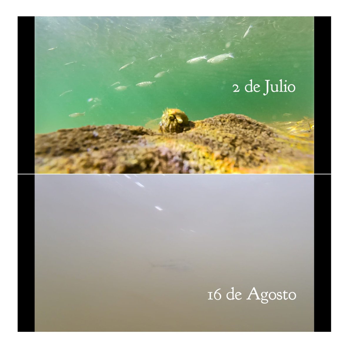 NuestroMarMenor's tweet image. Estas dos fotografías son del MISMO SITIO con un mes y medio de diferencia.

Convertir al #MarMenor en una bacanal del motor y fiestas flotantes como si no pasara nada y con VERTIDOS continuos superficiales y subterráneos que son ignorados  sólo eterniza el problema.
Foto de Javi