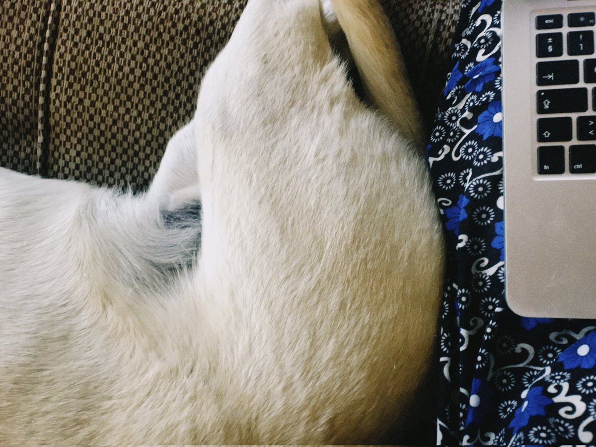 cscarvas's tweet photo. working from home pt 2 
always supervised at work 🐶 https://t.co/tUhQWq553w