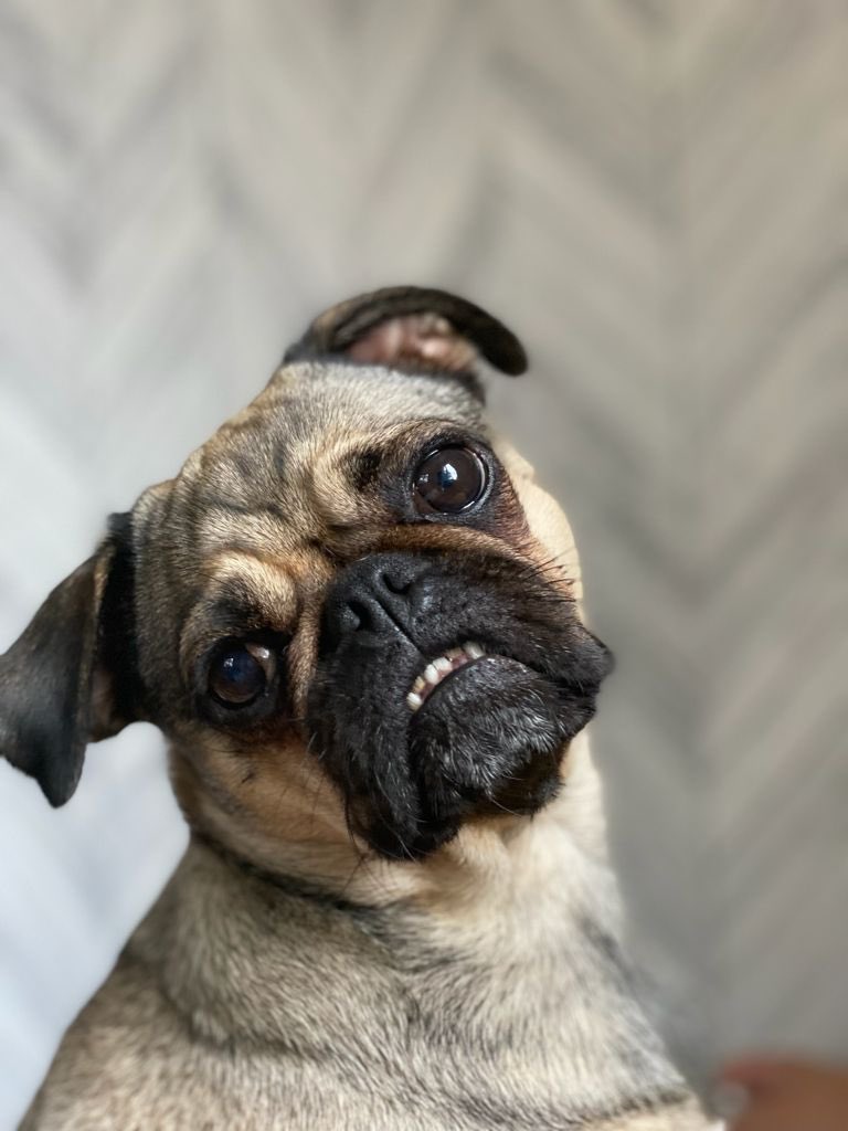 DanielRiseam's tweet photo. @MoonpigUK Nala! She’s the happiest little dog with the best teeth in town! She should win the competition because how can that face not make you smile? #nala #teeth #moonpig https://t.co/1VEAZpflMD