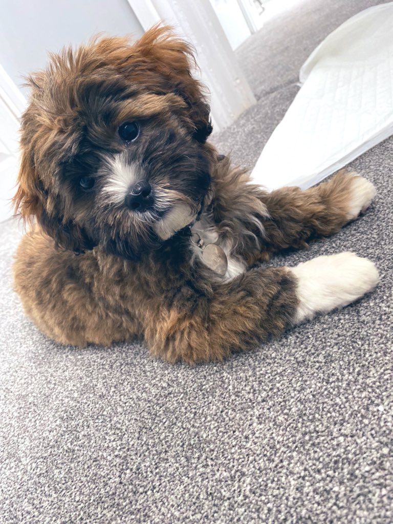 chlobird96's tweet photo. You make my heart burst you’re so cute💙 https://t.co/lCrJmR0jnS