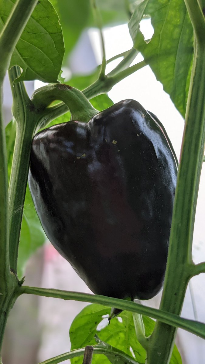 SuperHotsCanada's tweet photo. #PurpleBeauty pods coming along nicely. :) #bellpeppers #NovaScotia #PictouCounty https://t.co/ltZbmcqT7W