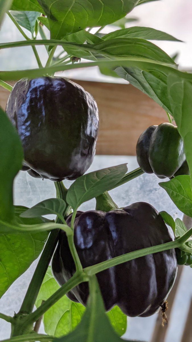 SuperHotsCanada's tweet photo. #PurpleBeauty pods coming along nicely. :) #bellpeppers #NovaScotia #PictouCounty https://t.co/ltZbmcqT7W
