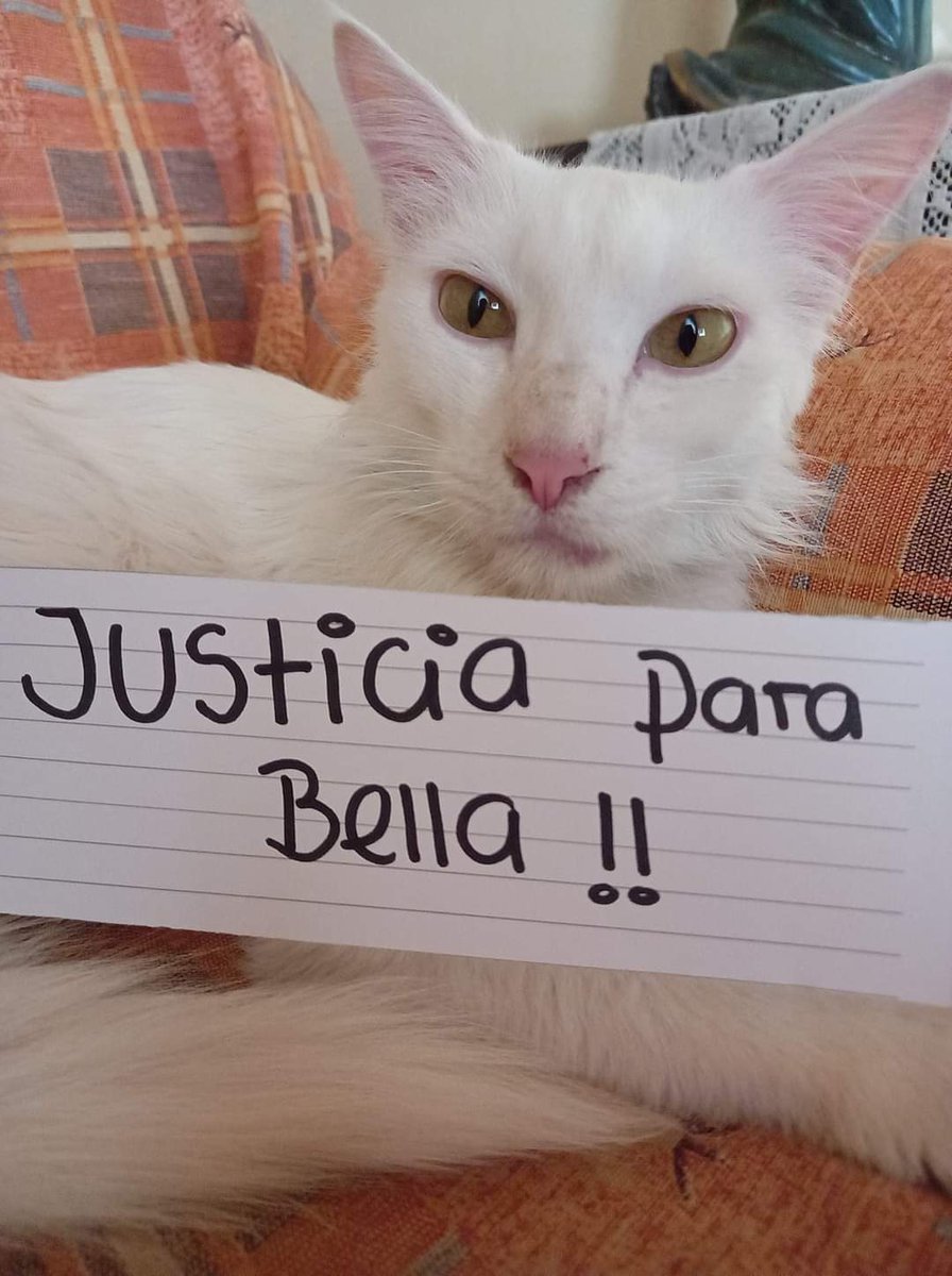 koalandeMichi's tweet photo. Michis se unen a la causa.. ❤️❤️❤️ #JusticiaParaBella https://t.co/MtVOXf305n
