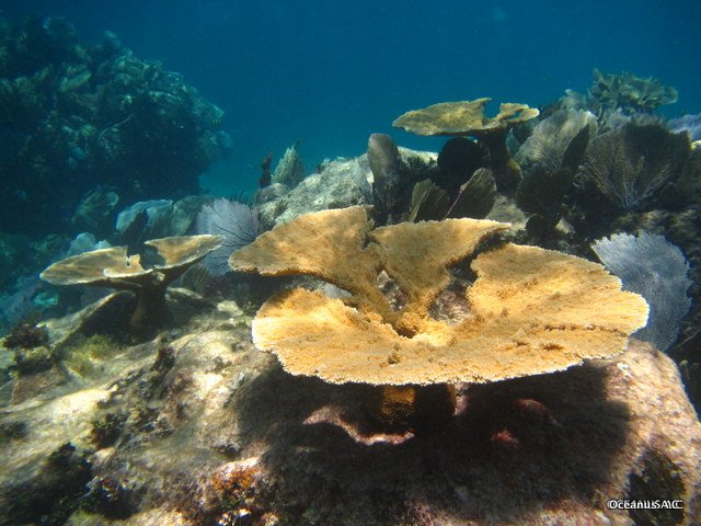 Oceanus, A.C. tweet media