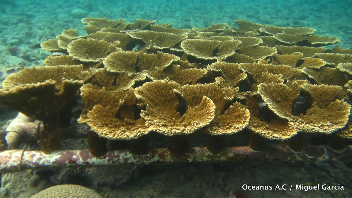 Oceanus, A.C. tweet media