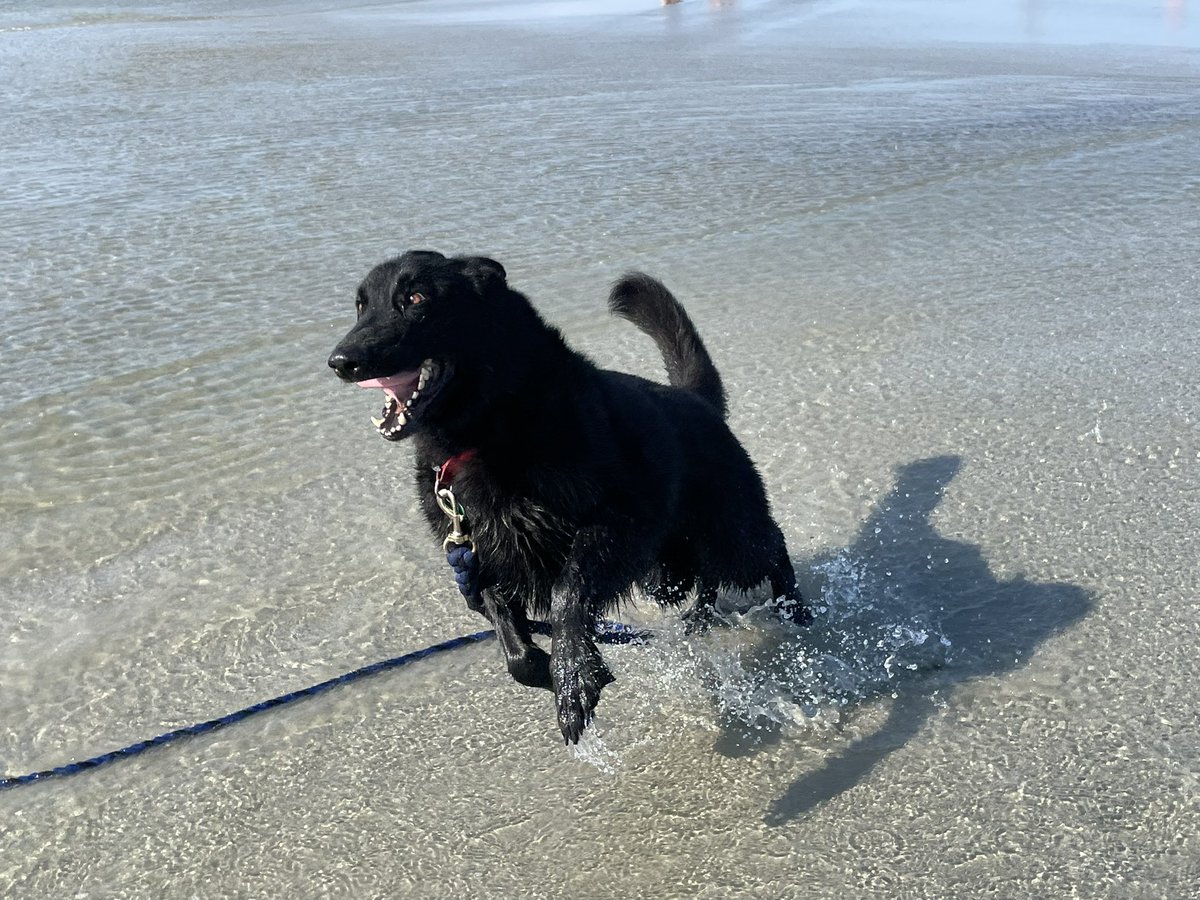 MForlenzo's tweet photo. My very happy boy!!! https://t.co/hYLaTGXEzS