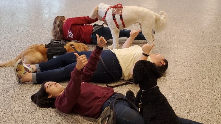 4PawsForAbility's tweet photo. Our AT staff is fine, really. Class 7 graduated last Sunday, Class 8 comes in this Saturday! We cannot wait for the next round of service dog teams!
#thankatrainer #4paws #servicedogsintraining #servicedogs https://t.co/KWFMJGsuXE
