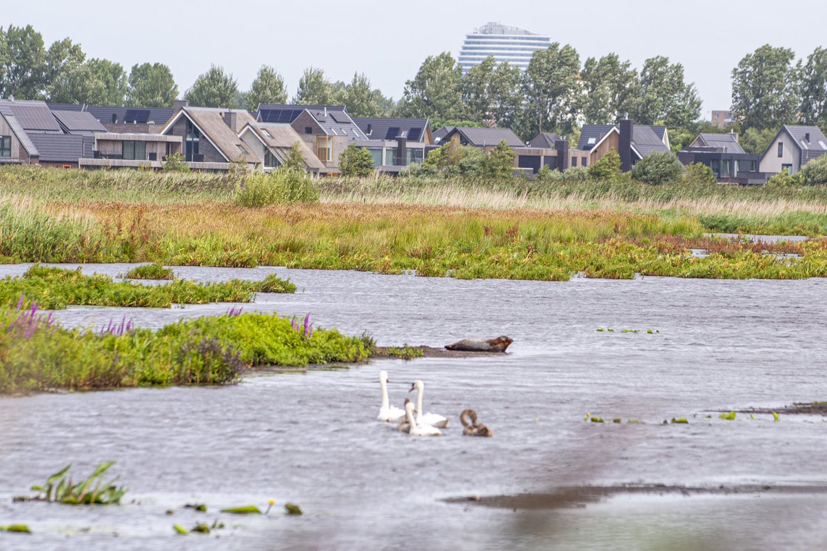 Wel heel raar hoor een #zeehond in de #onlanden in #peize net onder de rook vsn #Groningen