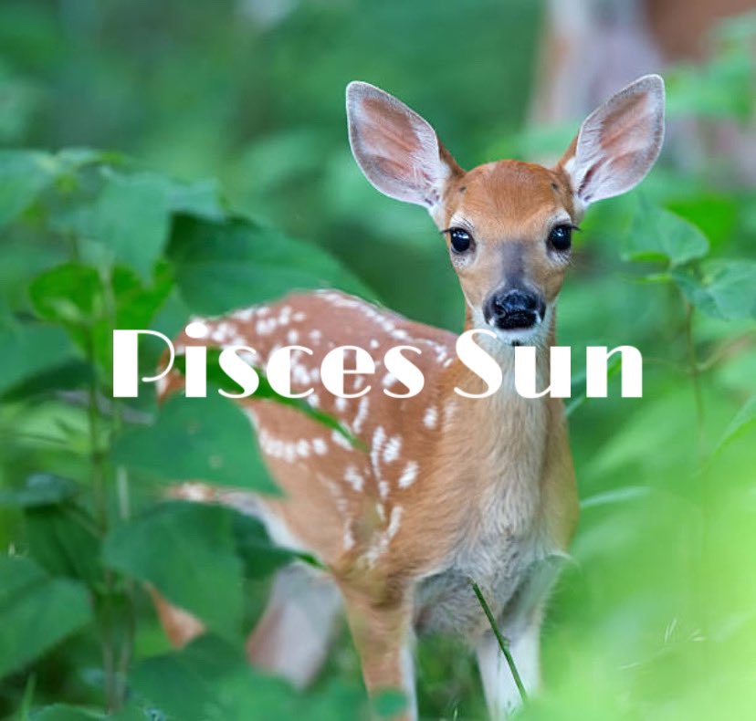 милый олень. милый олень. пятнистый олень оленята. лань даниэль. фауна.