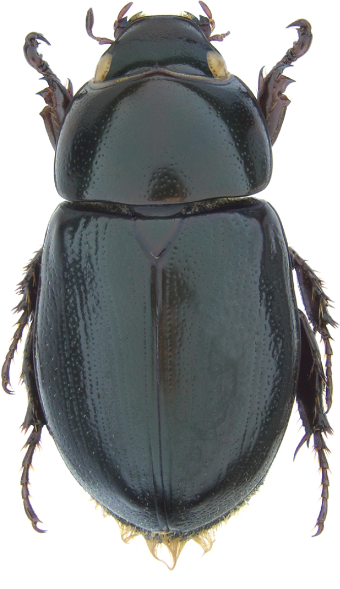 Geniates's tweet image. New paper out: Ratcliffe BC &amp;amp; Seidel M (2021) A new species of Chalepides Casey, 1915 (Scarabaeidae, Dynastinae, Cyclocephalini) from the Pantanal of Brazil. Evolutionary Systematics 5(2): 189-192. doi.org/10.3897/evolsy…