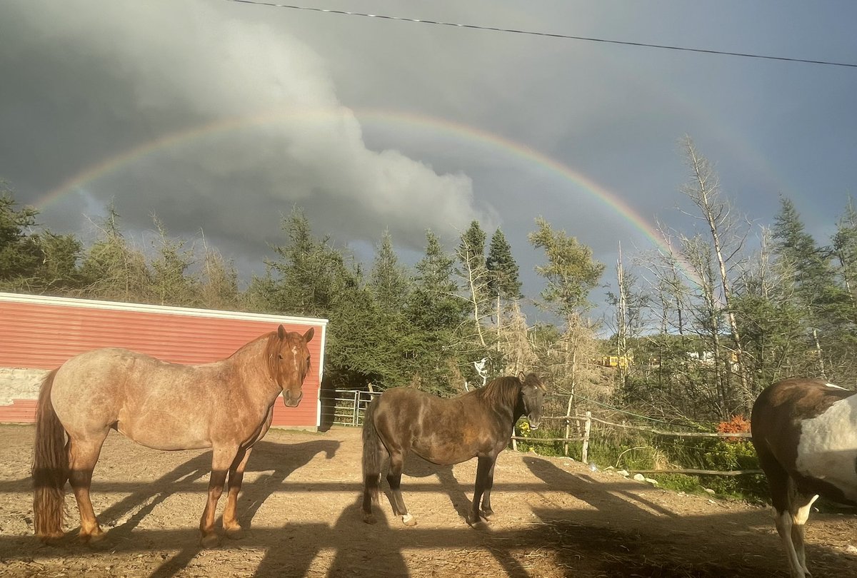 LaversDominique's tweet image. Newfoundland ponies and rainbows! #petsofmun #nlpony @nfld_pony