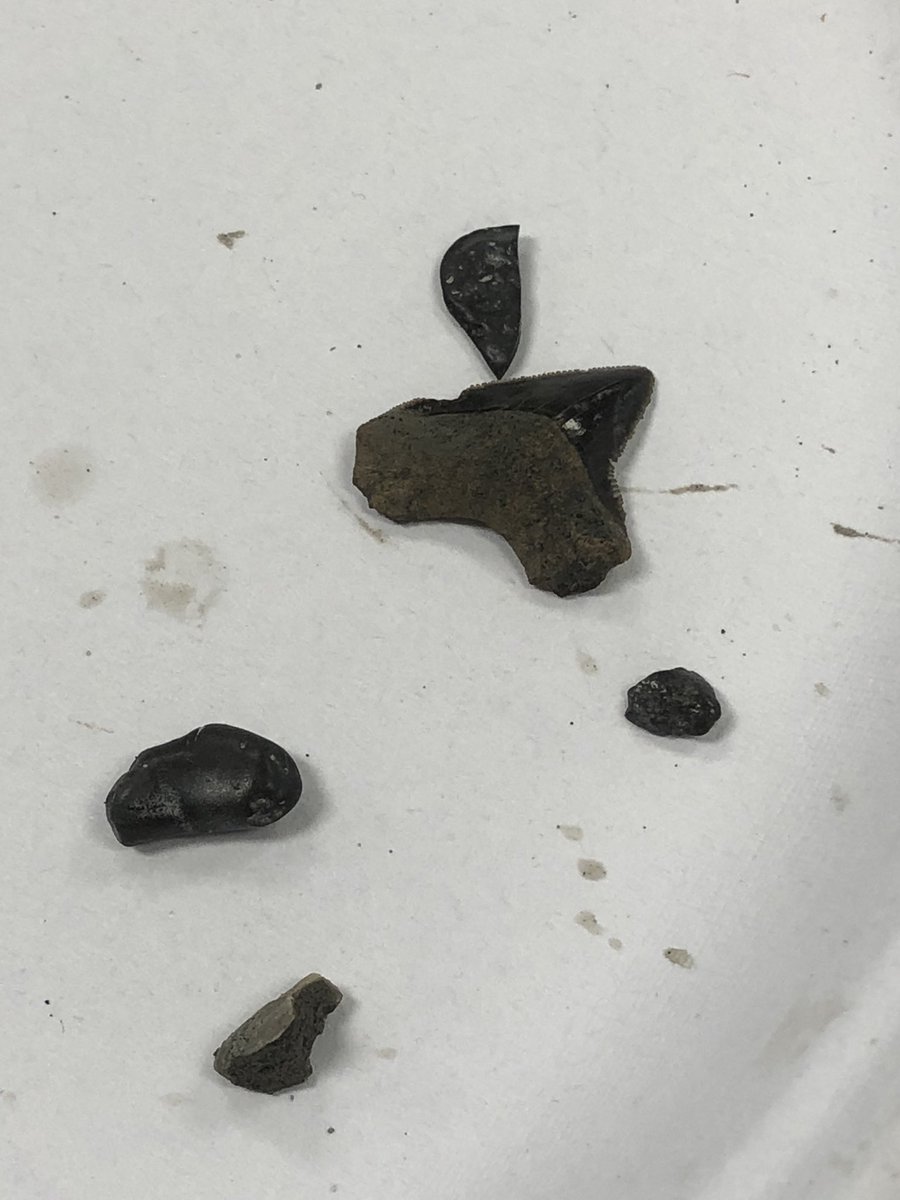 Molby_4thgrade's tweet photo. Found a shark tooth!  Shark finder is coming!#gameON #tigertough@Dowlingtigers https://t.co/rMAYoqOrR5