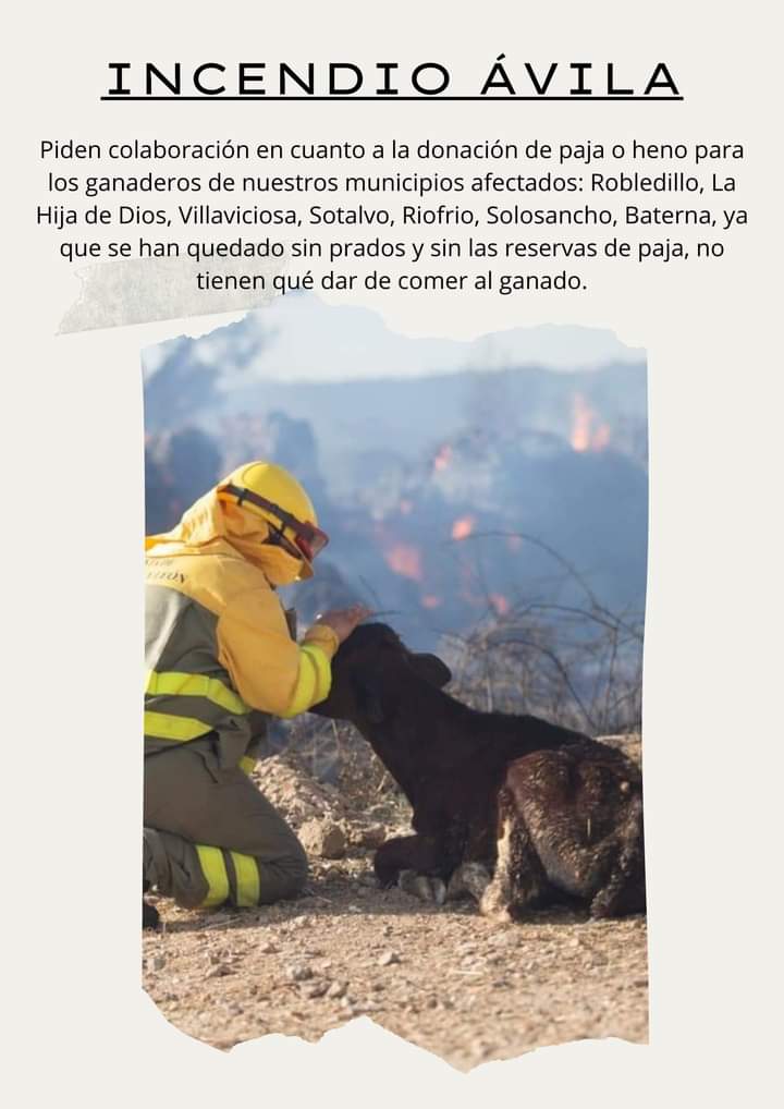 elcampodepda's tweet photo. Desde El Campo de Peñaranda (Salamanca) nos gustaría gestionar una posible donación de forraje para los animales afectados del #IFAvila

Si alguien nos dice como hacerlo, estaremos encantados de ayudar

@ProteCivilAvila @AvilaTuitera @diario_de_avila @dipuavila

#Avilasequema https://t.co/BHNjcvWCLo