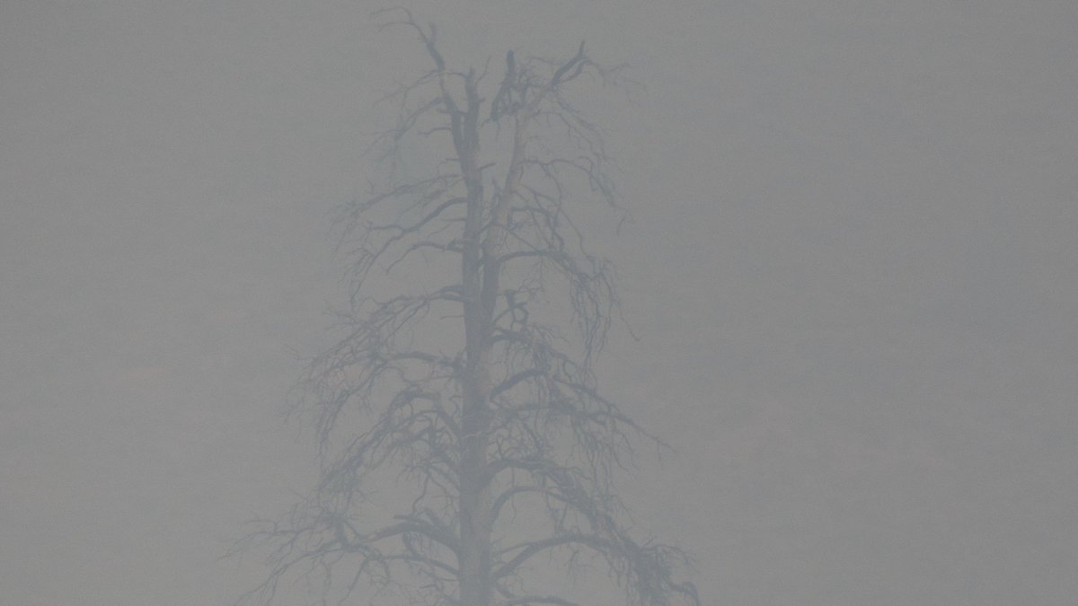 helga3's tweet image. SMOKE
Is the new weather forecast
Stay indoors
Breathe as little as possible outside
My hair smells of campfire
Because I went to the grocery store
The wall of grey 
Blocks out the mountains
Forests are burning
There is nowhere to run
#bcwildfires