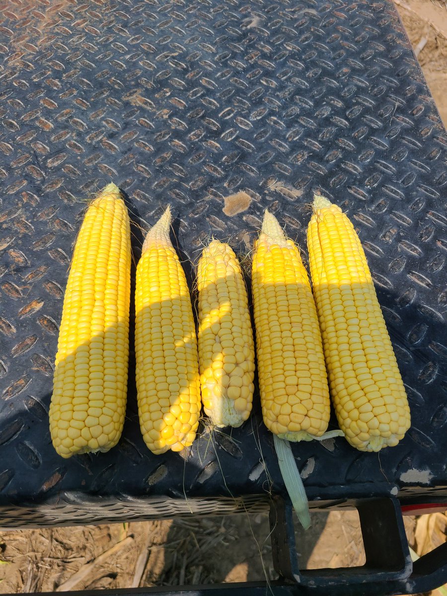 azdeeds's tweet image. Dryland corn from Cheyenne County KS.  This was the best spot that I walked through.  Some plants didn't have ears on them.  #vsda crop tour
