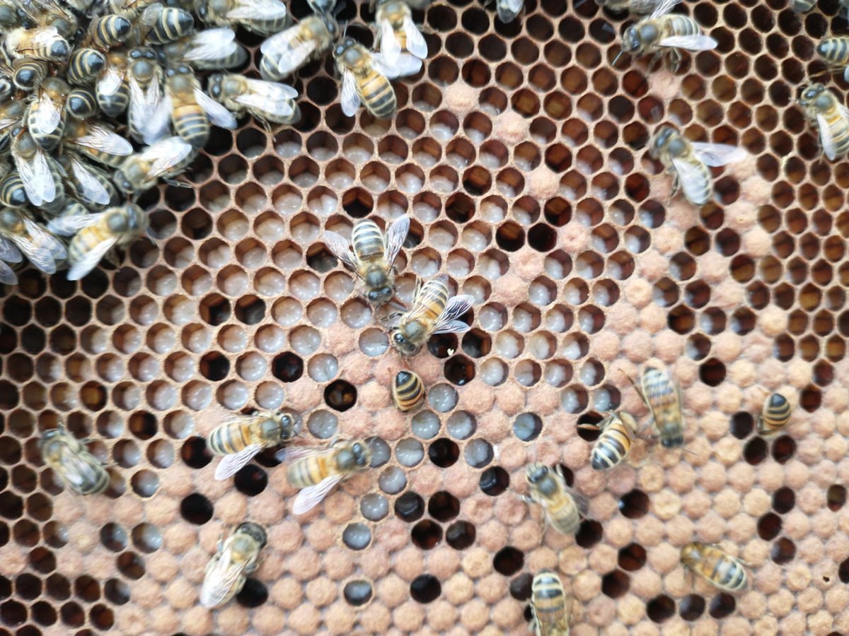 That's the bees sealing up the honey on the super frames <a href="/FriendsofGRI/">Friends of Glasgow Royal Infirmary</a>  and the queen is busy increasing the colony, picture of sealed brood and larvae.