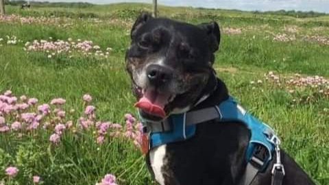 Tear Jerker, please retweet to help Barney find a forever or foster home  #DORSET #WILTSHIRE 

Aged 8, his mum and been rushed into hospital and will not be coming home to him. He needs an experienced home, children 12+, as the only pet
DETAILS👇🍀
staffieandstrayrescue.co.uk/dogs/barney
#dogs