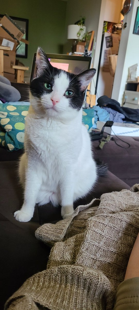 lonejaguar's tweet photo. I think she wants something.
#catsofinstagram #catstagram #cats #moocatsofinstagram #moocat #lifewithcats #adoptdontshop #rescuecatsofinstagram https://t.co/V10uNZqClI