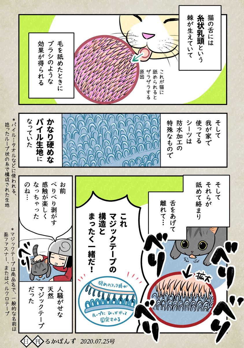 猫がシーツを舐めている理由。

#エッセイ漫画  #猫マンガ #ぬこにっき 