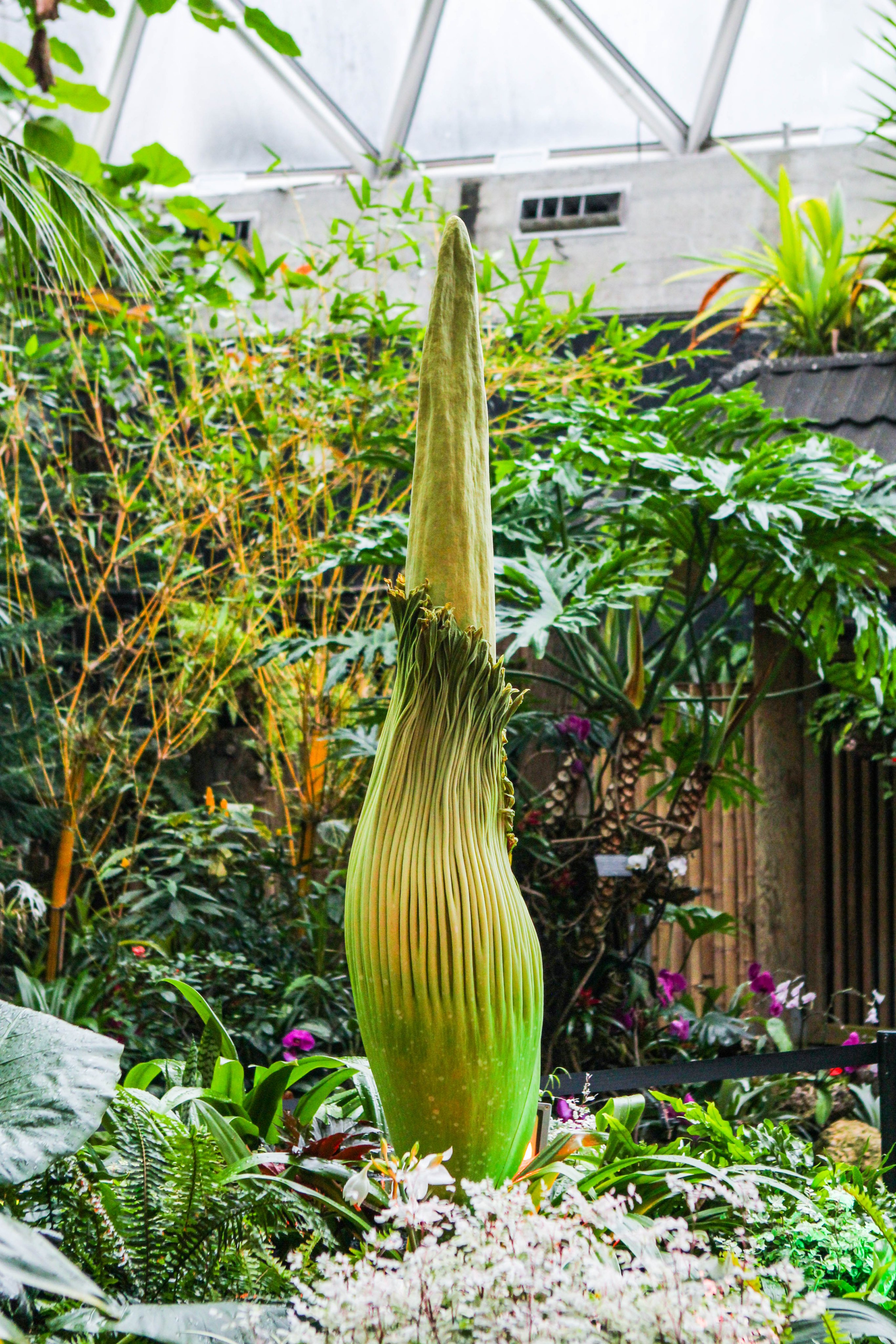Hine Mizushima 水島ひね なんとバンクーバーの小さな植物園にも 死体花 Corpse Flower ショクダイオオコンニャク があって 今年3年ぶりに咲くそうなので明日見に行ってくる もう今週いつ咲いてもおかしくないらしい 開花すると強烈な腐臭がする