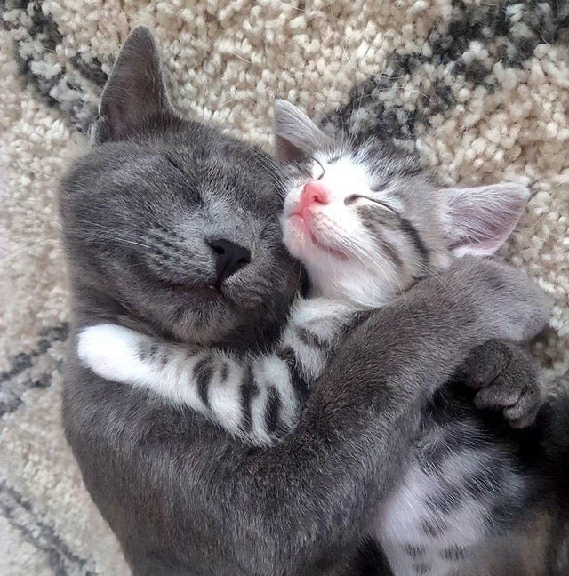 Out Of Context Animals tweet media