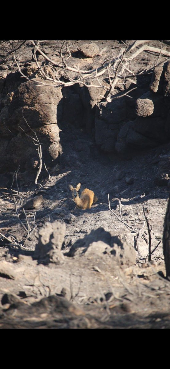 Todos los que quieran ayudar a los ganaderos de #Ávila afectados por el #IFNavalacruz pueden dirigirse al correo electrónico ayudaincendio@diputacionavila.es o al teléfono 920 357 313. Es el servicio de coordinación que ha puesto en marcha <a href="/dipuavila/">Diputación de Ávila</a> <a href="/IncendiosES/">Incendios España</a> <a href="/El_Batefuegos/">El Batefuegos 🔥</a>