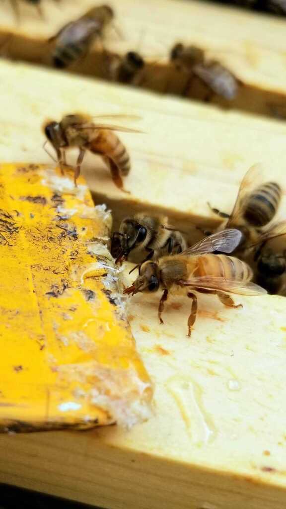 OUBeeClub's tweet image. Bee sure to visit us at the involvement fair tomorrow! We’ll be in the Union from 12-4pm. 🐝