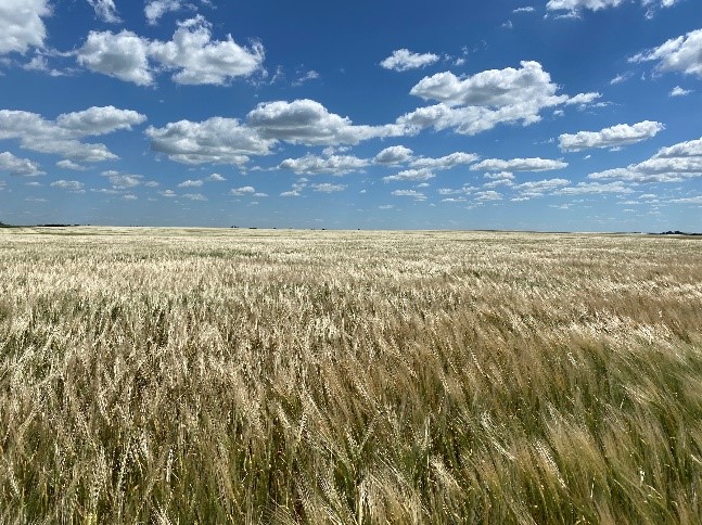 Are you looking to greenfeed as an alternative for hay this year? Stressed annual forage crops are susceptible to nitrate accumulation; have your feed tested today. #SaskAg  

saskatchewan.ca/business/agric…