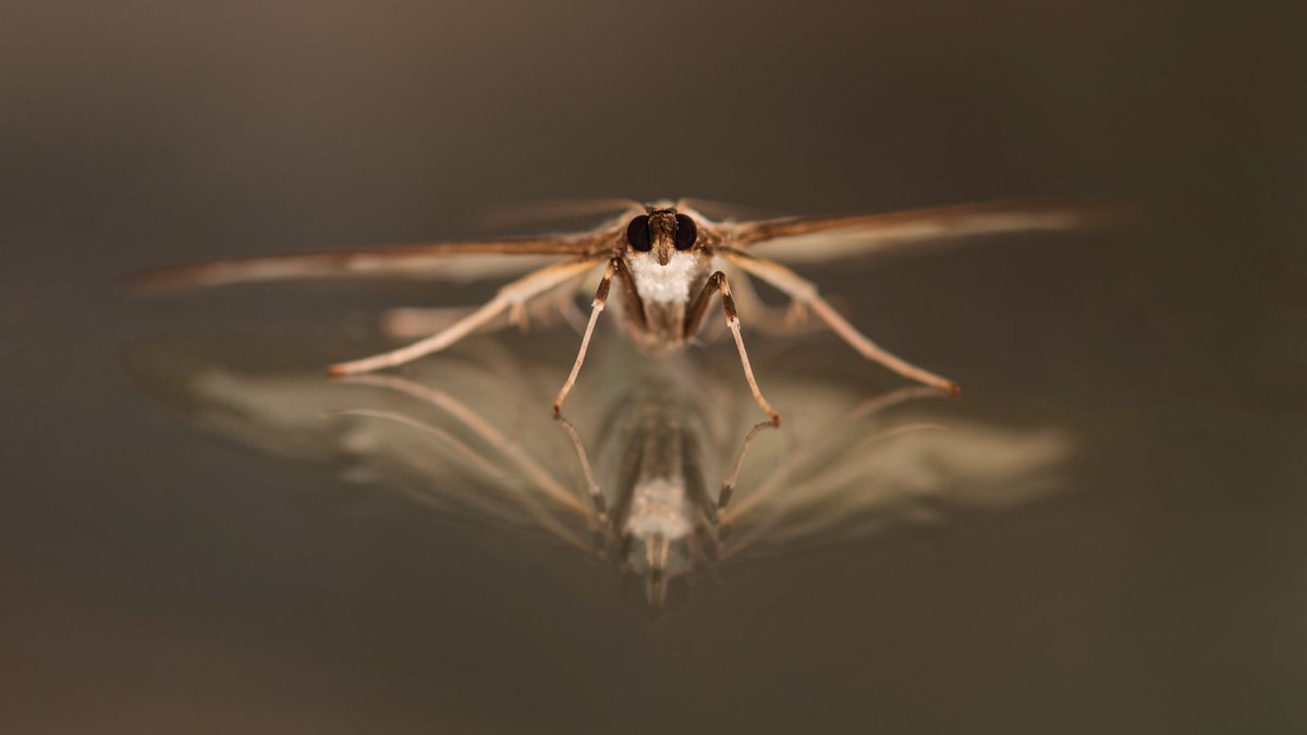 ToshMartin's tweet photo. Box Tree Moth in reflective mood for #sharemondays2021 https://t.co/M7NLGUew3T