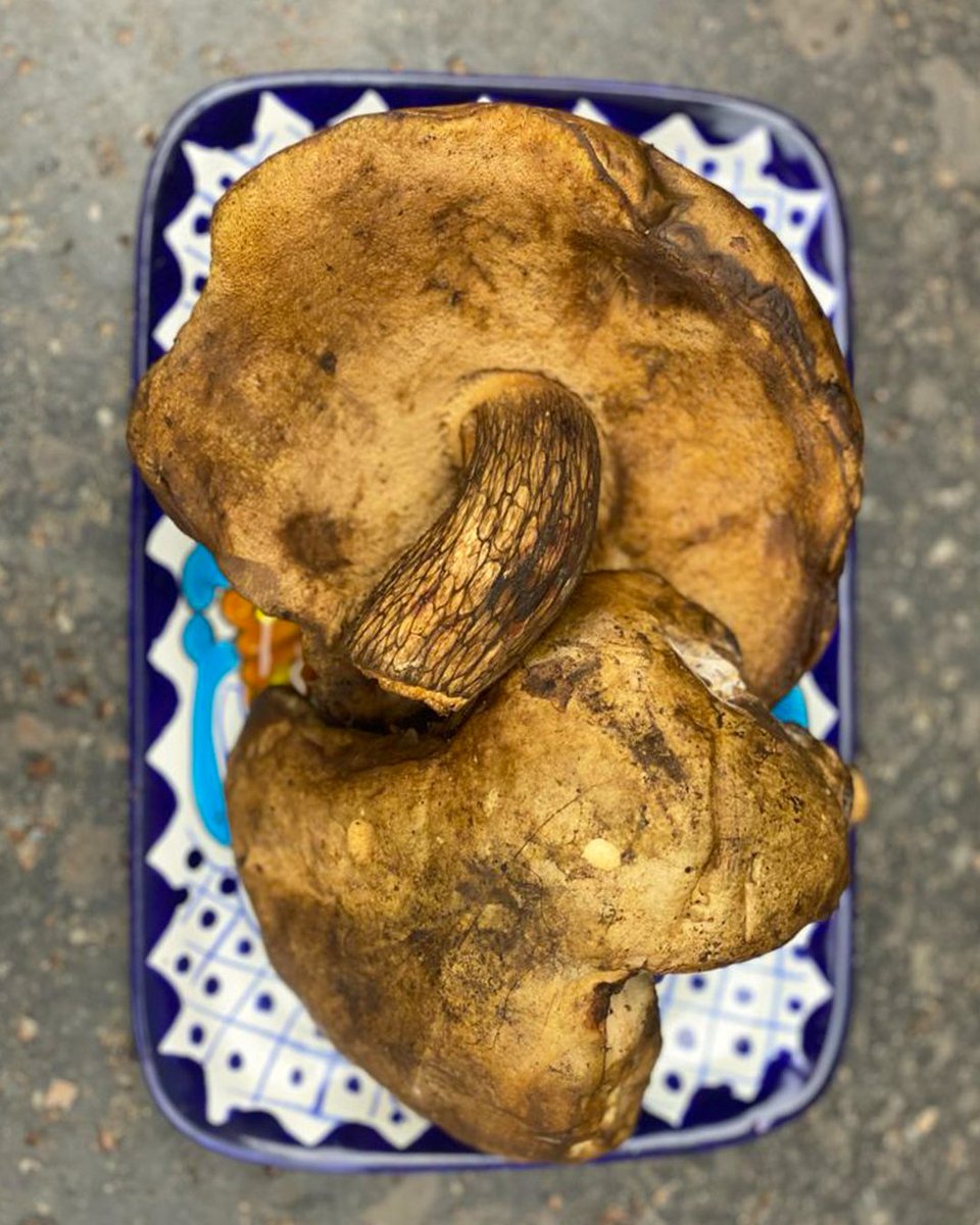 MantuaVilla's tweet photo. ¿Has probado las pancitas? Estos hongos crecen en nuestra zona y son un maravilloso acompañante para cualquier platillo. Descubre esto y muchos otros sabores en Villa Mantua. 
Reserva a través de @airbnb.  

#hotelesconencanto #findesemana #airbnbexperience #happiness #nature https://t.co/LbhjAejOwq