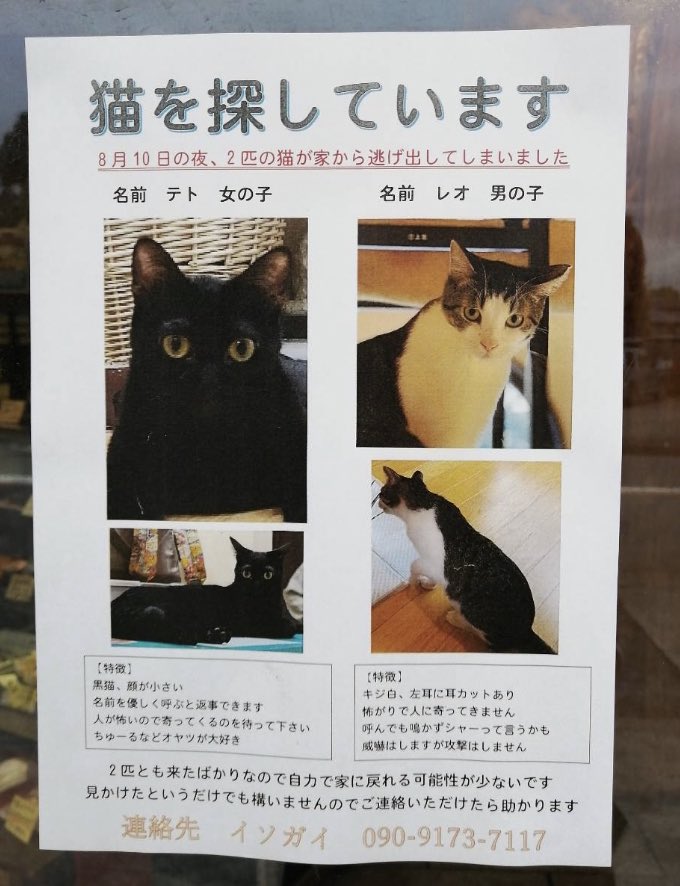 ちかみち 豊田の保護猫カフェ Nekotamaさんから 猫を探しています 岡崎市日名町のお家から逃げ出してしまいました エリアはアピタ岡崎北や岡崎西高辺りです 天候も連日悪いのでとても心配されています 少しでも見かけたという方が ちかみち 豊田の保護猫カフェ Nekotamaさんから 猫を探しています 岡崎市日名町のお家から逃げ出してしまいました エリアはアピタ岡崎北や岡崎西高辺りです 天候も連日悪いのでとても心配されています 少しでも見かけたという方が