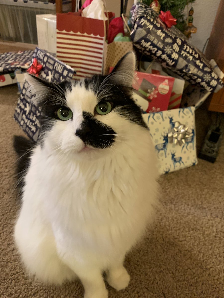 TheRoryStory18's tweet photo. Hi there! My name is Rory. I love snacking, napping, waking my human up in the middle of the night, and my guinea pig brothers. My mom decided I’m finally old enough to get a Twitter and now I’m looking for some new friends!  

#CatsOfTwitter #cat #rory #Caturday #cats #catlover https://t.co/Ycqx3jXtCF