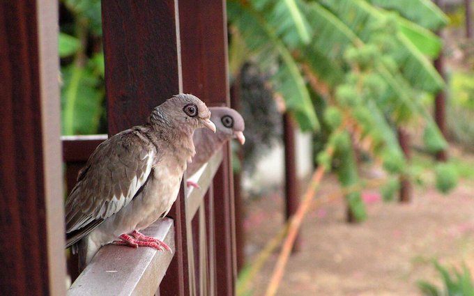 a_london_pigeon's tweet photo. Bare-eyed Pigeons (Patagioenas corensis) at Papagayo Beach #Willemstad #Curaçao_Island #Caribbean  
.. part of the Patagioenas group of pigeon species of the Americas .. the black ‘goggles’ are blackish pimpled bare skin 
📷  Sander Pieterse #July2006  #repost https://t.co/qUDtx5MuRr