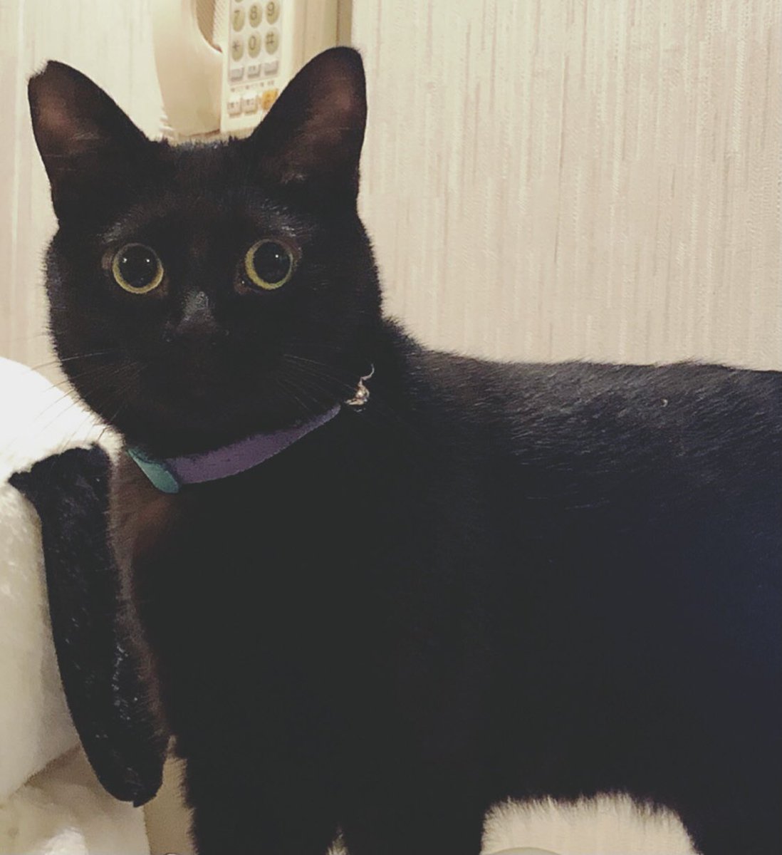 あのもん 楽しい時 嬉しい時 辛い時 寂しい時 いつも一緒にいてくれて ありがとう これからもずっと一緒にいよね 我が家に来てくれてありがとう 黒猫感謝の日 Blackcatappreciationday