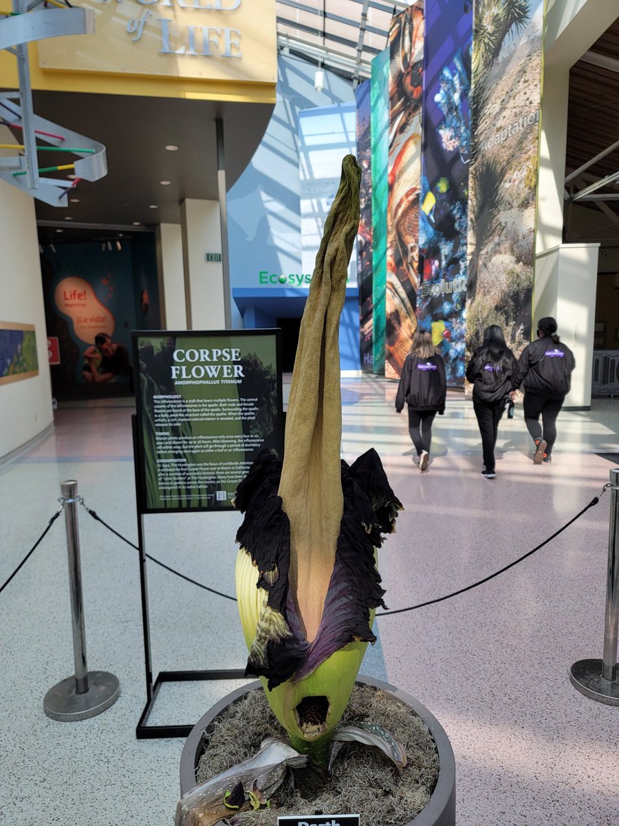 casciencecenter's tweet photo. Smelly Update: #DarthVapor the #CorpseFlower is still on display, but for a limited time, since it is wilting.
Thank you to everyone who visited the corpse flower! Darth Vapor will soon head back home to @TheHuntington after completely wilting. #SpottheSpathe #smellyscience https://t.co/cE6rqmAZEJ