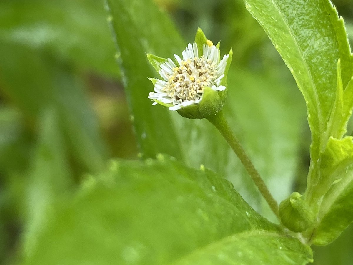 帰化植物見本園