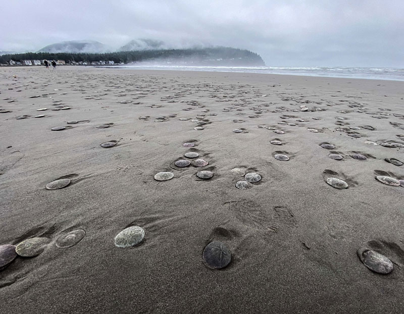 Thousands of Live Sand Dollars Washing Up on N. Oregon Coast Beach --- The cause is puzzling, and no, you can't throw them back because they just wash in again beachconnection.net/news/thousands…