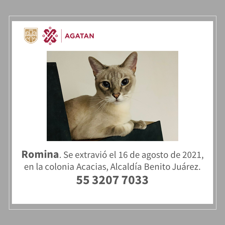 AgatanCdmx's tweet photo. Ayudemos a Romina. Se extravió durante la explosión en la colonia Acacias. https://t.co/59bRDBzj05