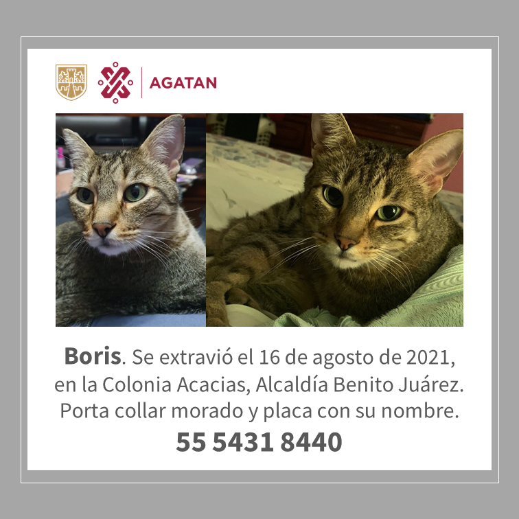 AgatanCdmx's tweet photo. Ayudemos a Boris. Se extravió durante la explosión en la colonia Acacias. https://t.co/5c9MLX5PY7