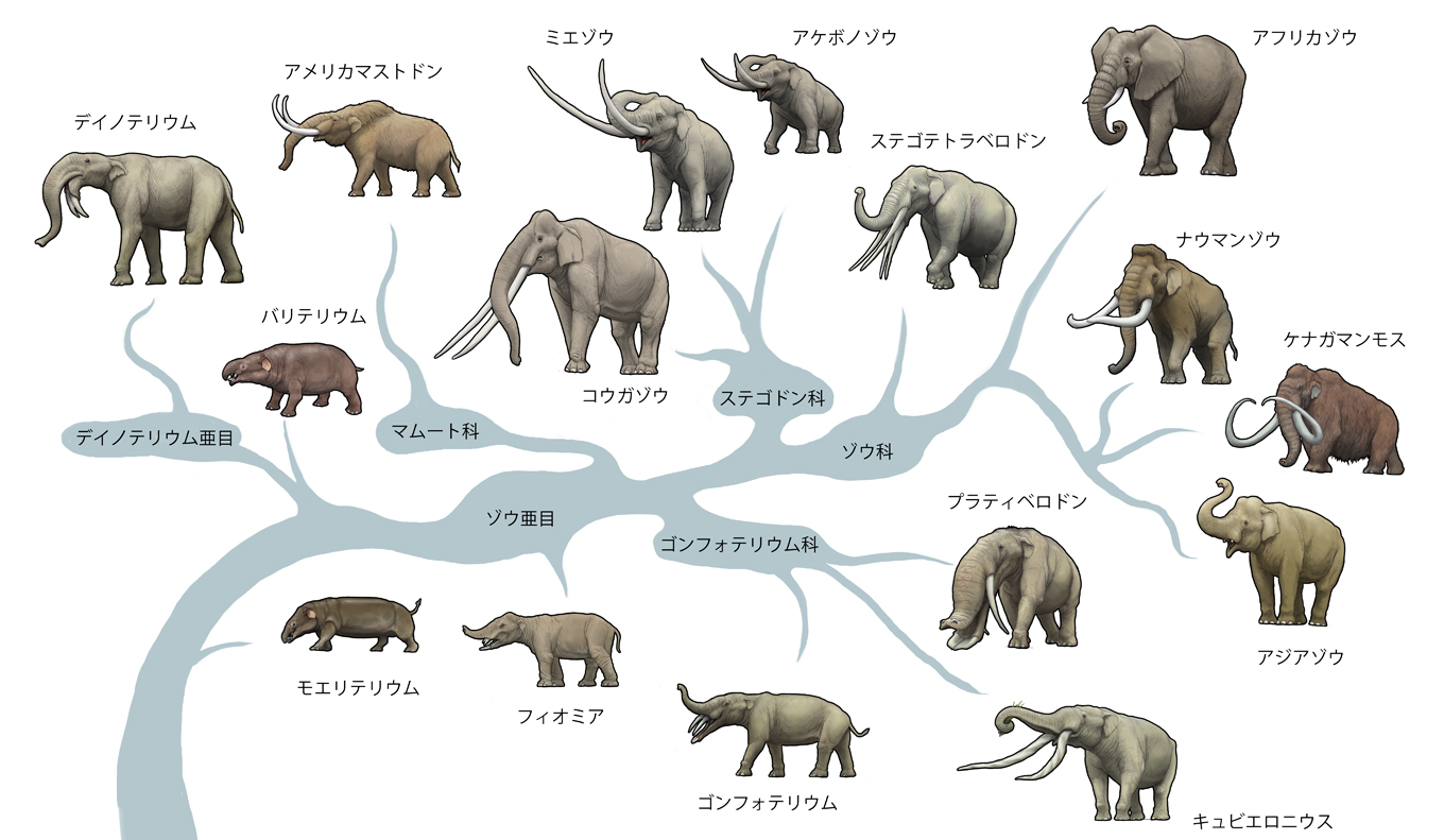 川崎悟司 ゾウ 長鼻目 の系統図 動物系統地図 T Co Vzb6pcssvt Twitter